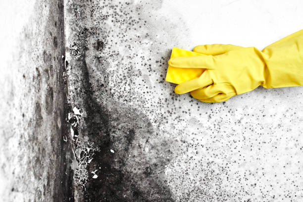  Start, LA Mold Removal Pros