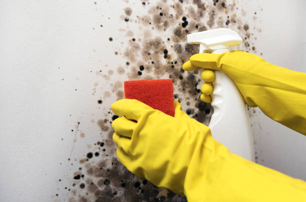 Professional Mold Remediation in Start, LA