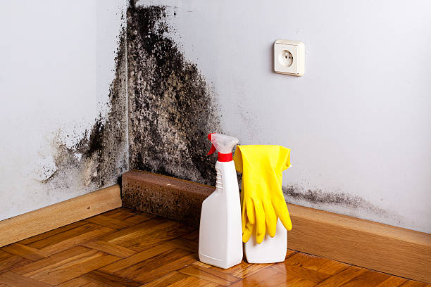  Start, LA Mold Removal Pros